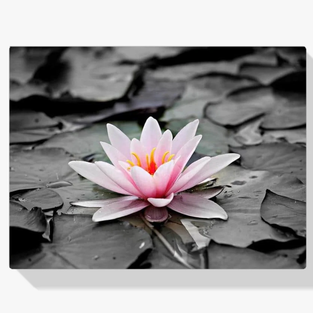 Pintura Diamante - Foto en blanco y negro con nenúfar rosa