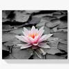 Pintura Diamante - Foto en blanco y negro con nenúfar rosa