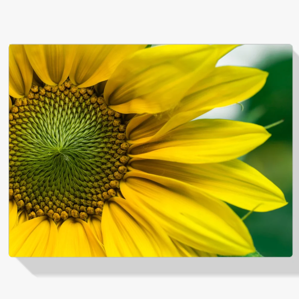 Pintura Diamante - Girasol amarillo