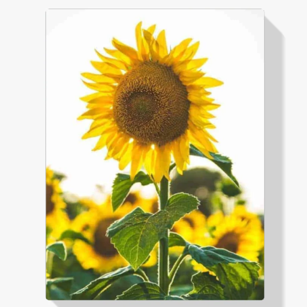 Pintura Diamante - Hermoso girasol