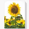 Pintura Diamante - Hermoso girasol