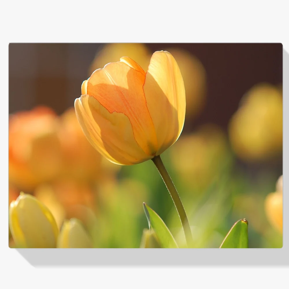 Pintura Diamante - Tulipán amarillo al sol