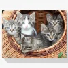 Pintura Diamante - 5 gatitos juntos en una cesta