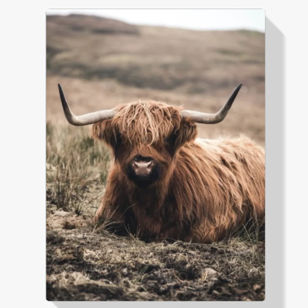 Pintura Diamante - Amigable montañés escocés descansando en el campo