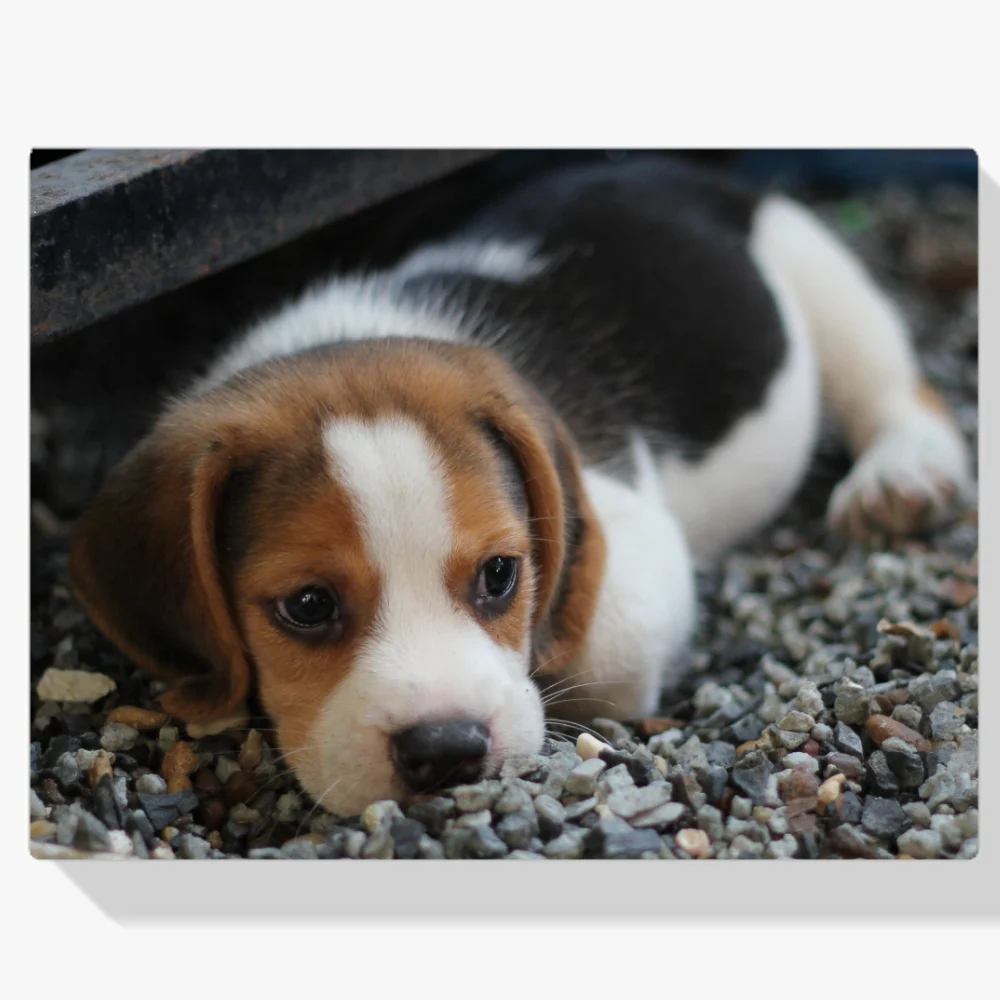 Pintura Diamante - Beagle
