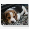 Pintura Diamante - Beagle