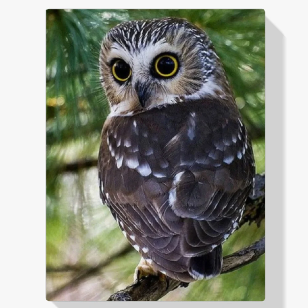 Pintura Diamante - Búho de ojos amarillos