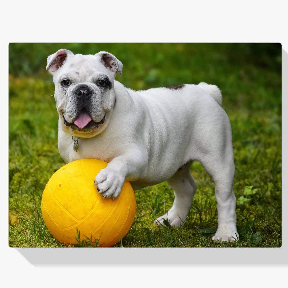 Pintura Diamante - Bulldog blanco con pelota