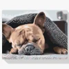 Pintura Diamante - Bulldog cansado
