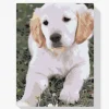Pintura Diamante - Cachorro de labrador