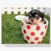 Pintura Diamante - Cachorro en una taza