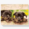 Pintura Diamante - Cachorros