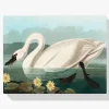 Pintura Diamante - Cisne americano