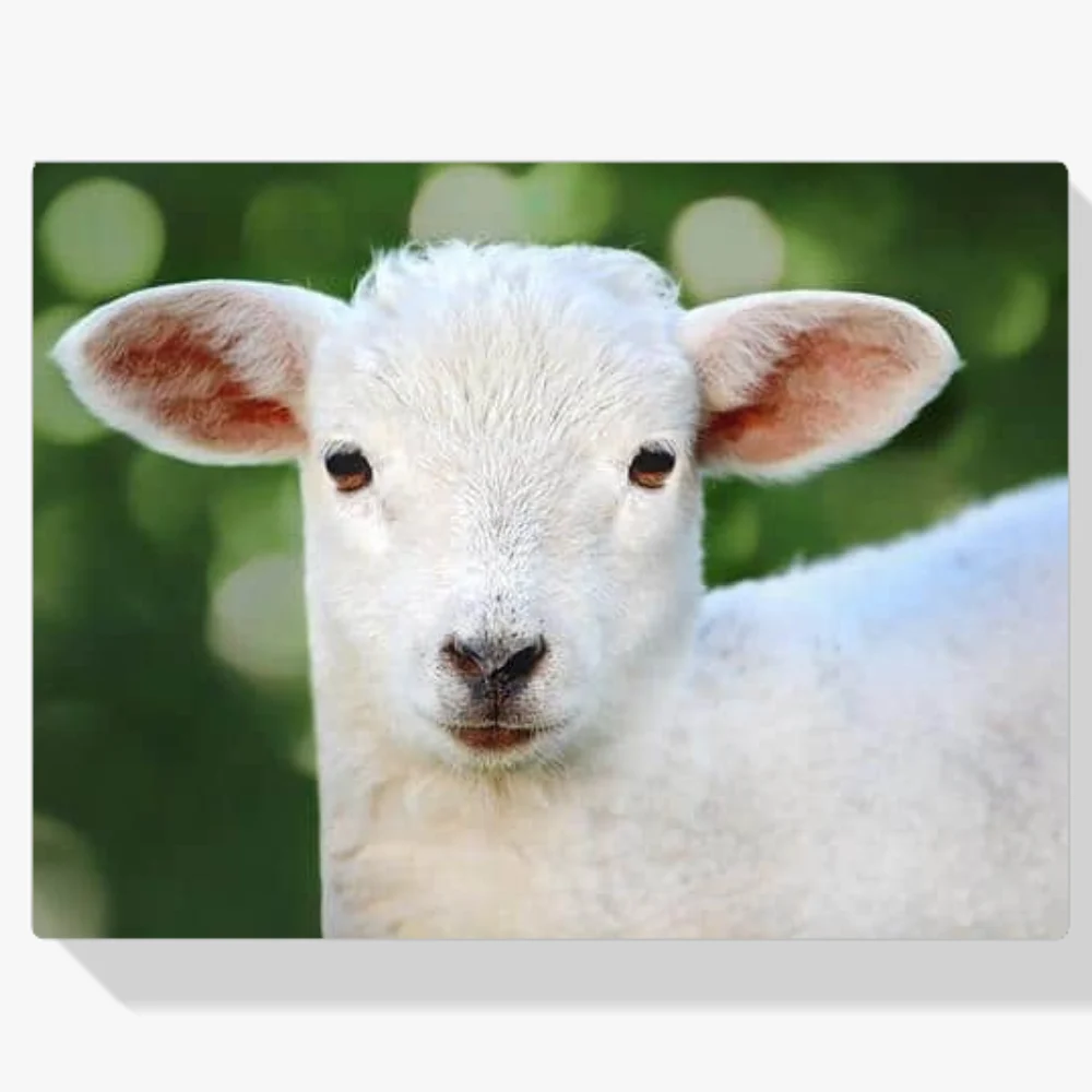 Pintura Diamante - Corderito