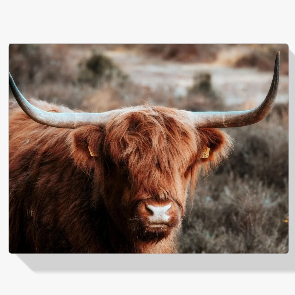 Pintura Diamante - Curioso montañés escocés en las colinas