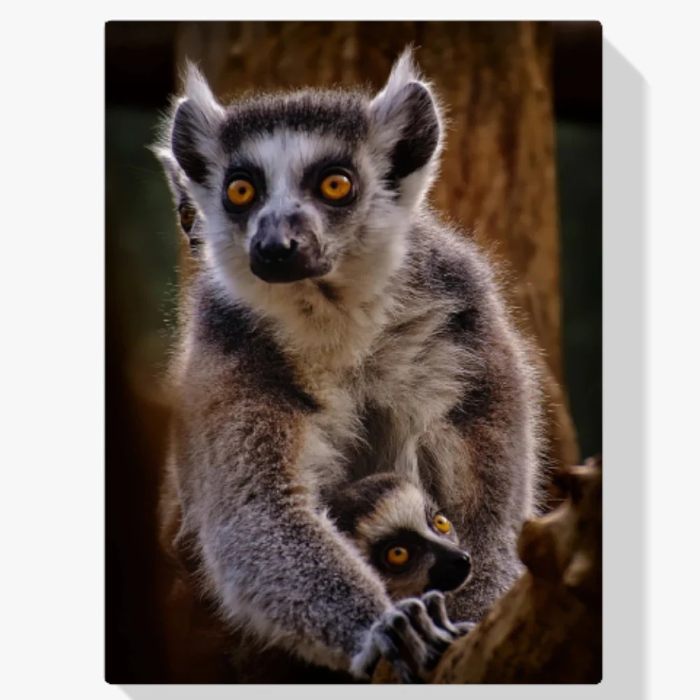 Pintura Diamante - Dos lémures