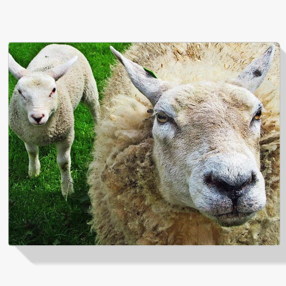 Pintura Diamante - Dos ovejas