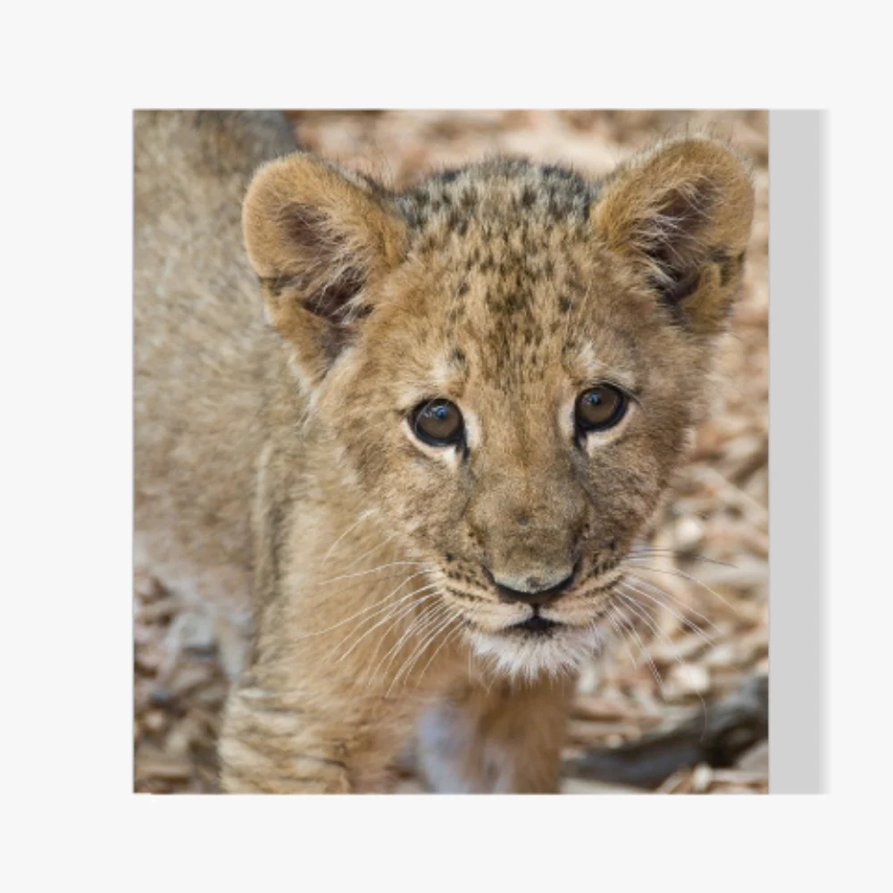 Pintura Diamante - Dulce cachorro