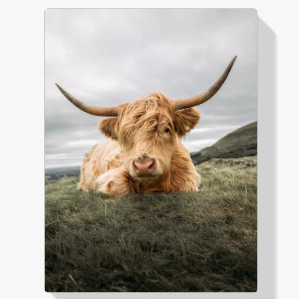 Pintura Diamante - Duro montañés escocés descansando en la llanura