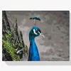 Pintura Diamante - El majestuoso pavo real