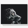 Pintura Diamante - El punto de vista del perro