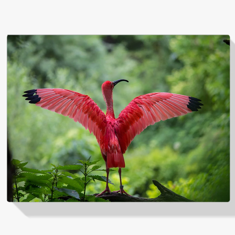 Pintura Diamante - Flamenco