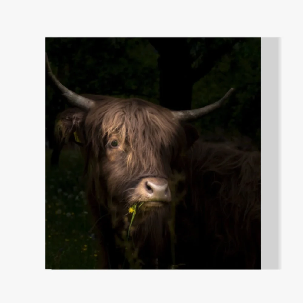 Pintura Diamante - Ganado de las tierras altas escocesas con diente de león y hierba en la boca