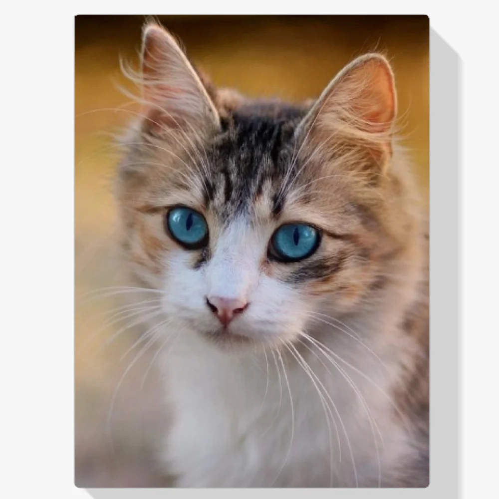 Pintura Diamante - Gatito con ojos azules