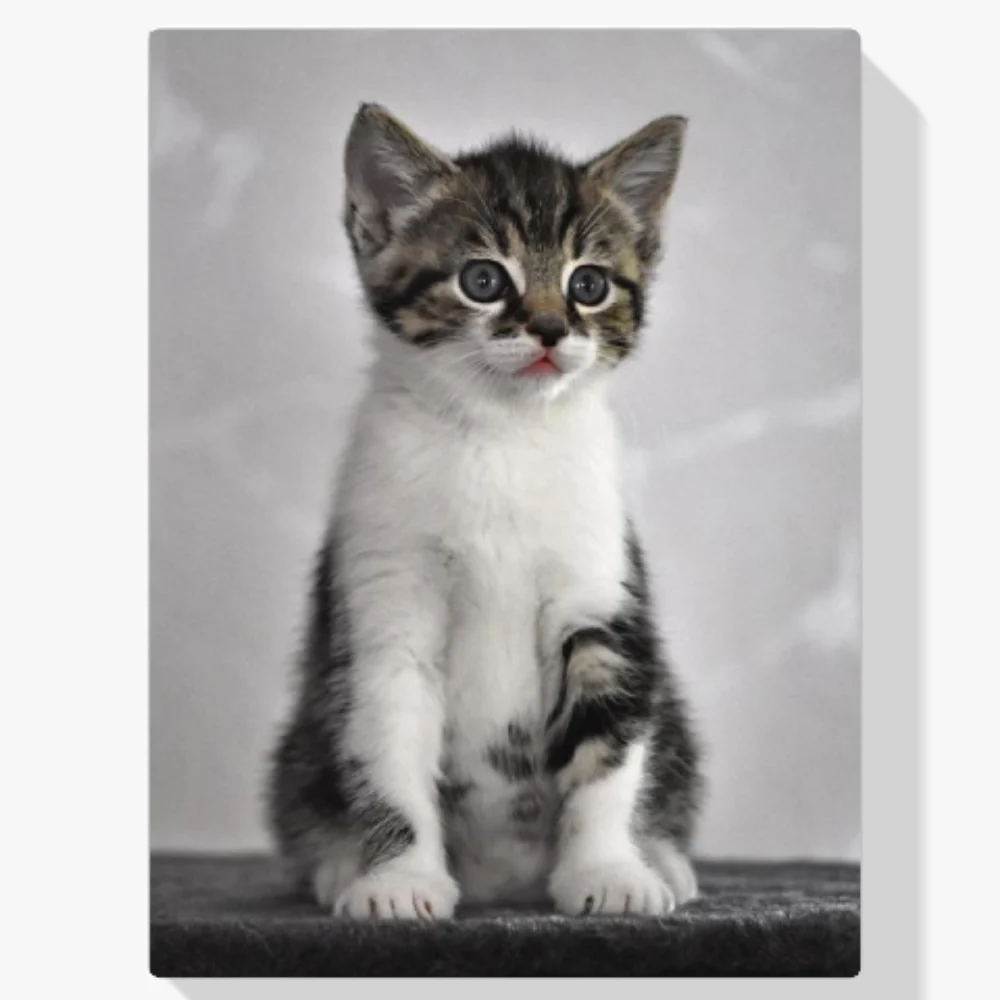 Pintura Diamante - Gatito de ojos grises