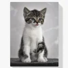 Pintura Diamante - Gatito de ojos grises