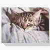 Pintura Diamante - Gatito dormido