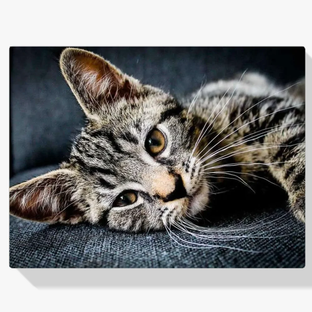 Pintura Diamante - Gatito dormido en el sofá