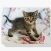 Pintura Diamante - Gatito en la cama