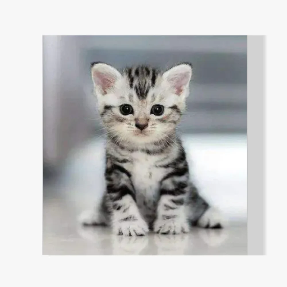 Pintura Diamante - Gatito gris