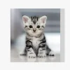 Pintura Diamante - Gatito gris