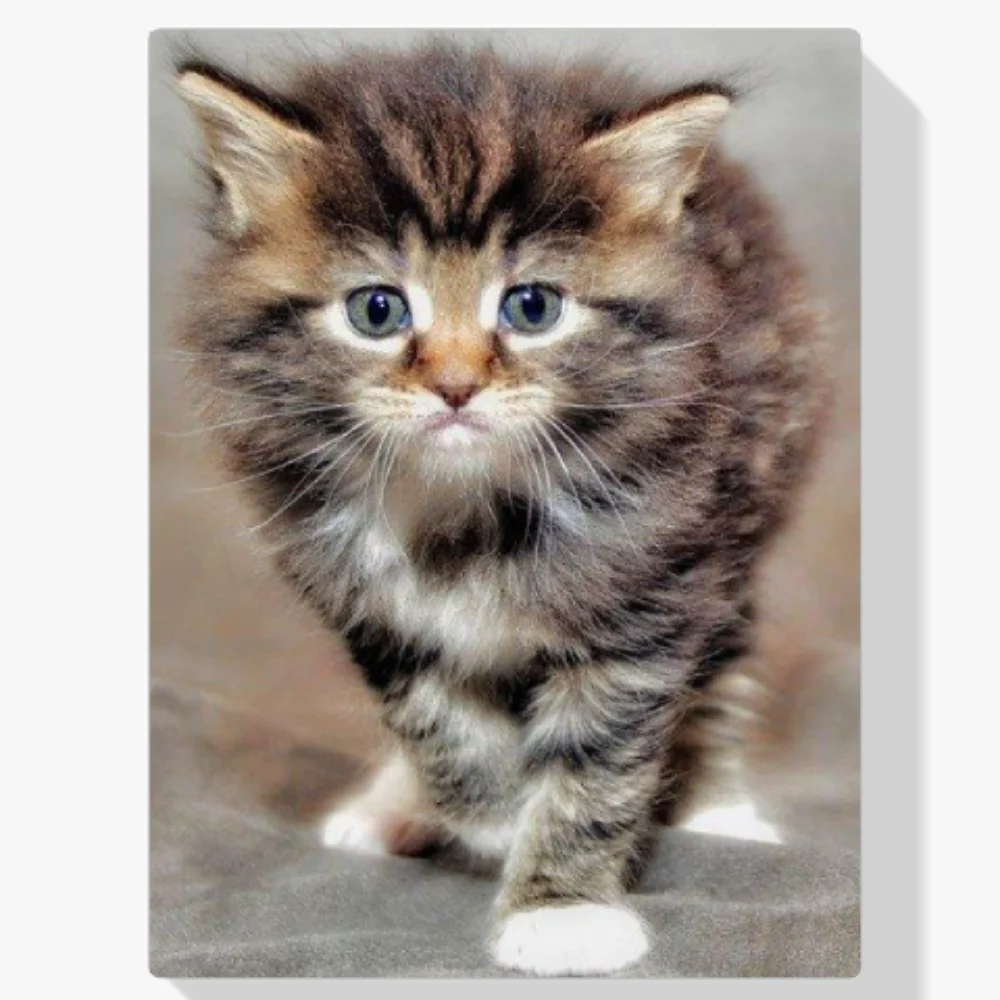 Pintura Diamante - Gatito peludo