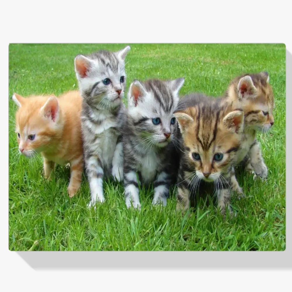 Pintura Diamante - Gatitos