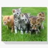 Pintura Diamante - Gatitos