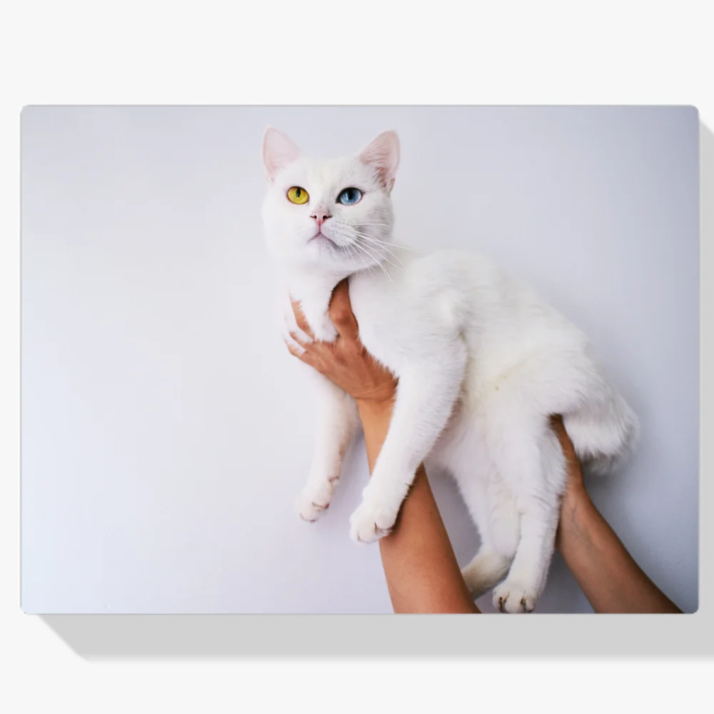 Pintura Diamante - Gato Blanco