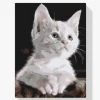 Pintura Diamante - Gato blanco