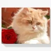 Pintura Diamante - Gato blanco con rosa