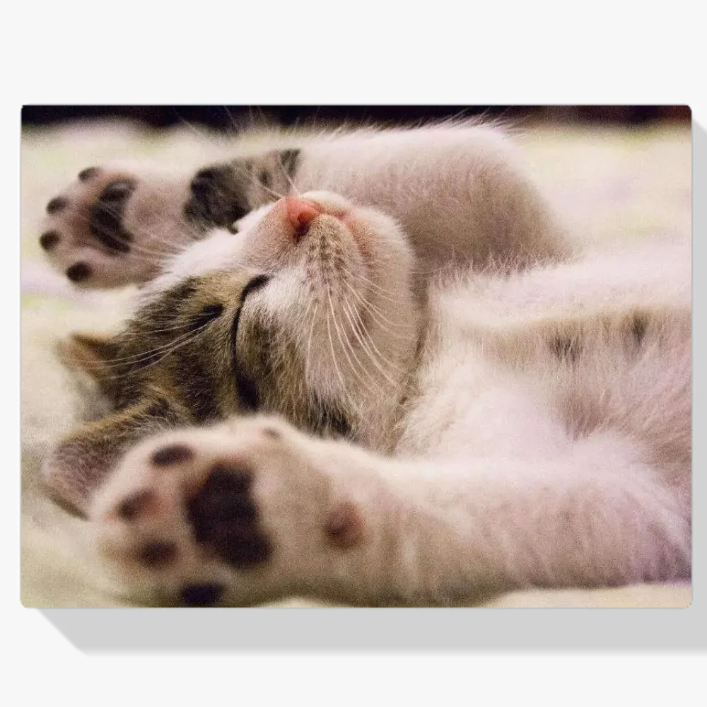 Pintura Diamante - Gato durmiendo