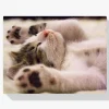 Pintura Diamante - Gato durmiendo