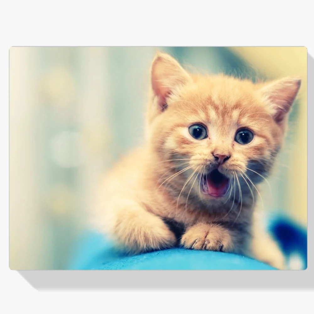 Pintura Diamante - Gato feliz