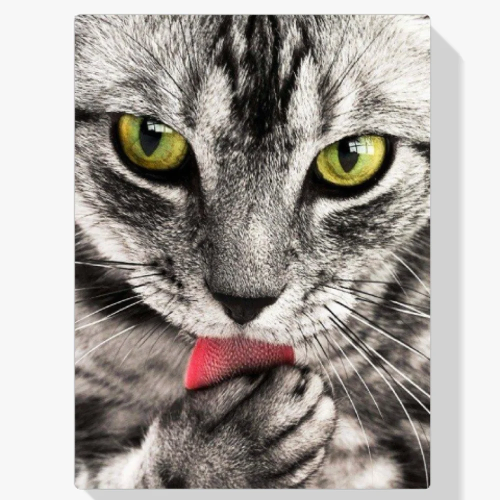 Pintura Diamante - Gato lame mano