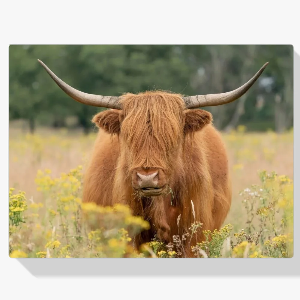 Pintura Diamante - Hermoso montañés escocés pastando en el campo