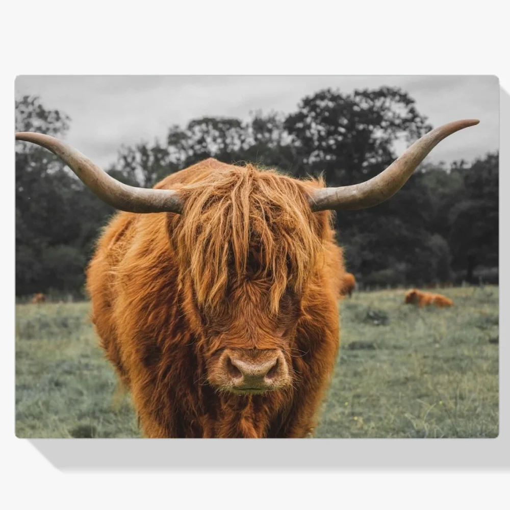 Pintura Diamante - Montañés escocés en campo abierto