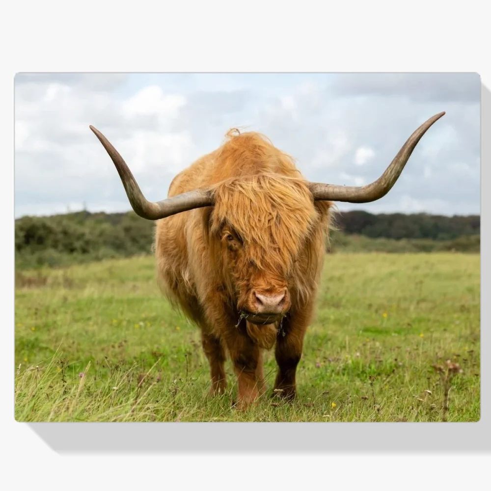 Pintura Diamante - Montañés escocés pastando en la pradera