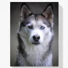 Pintura Diamante - Husky con ojos de cachorro