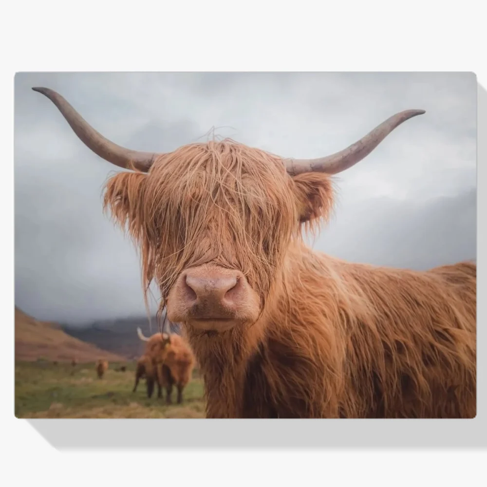 Pintura Diamante - Imponente montañés escocés en las colinas